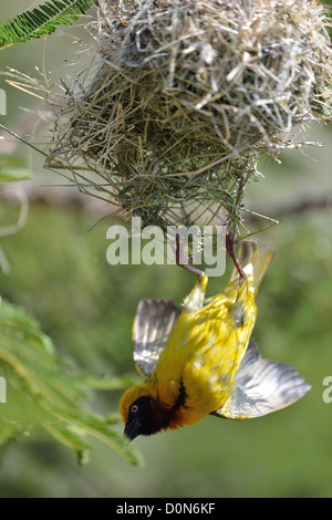 Speke Weber (Ploceus Spekei) männlich Anzeige hängen unter dem Nest Beobachtungsprogramm Sanctuary - Kenia Stockfoto