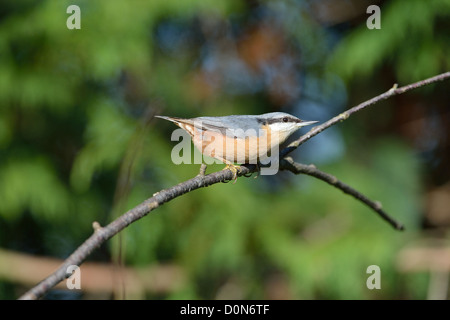 Eurasische Kleiber (Sitta Europaea) thront auf einem Toten Ast Stockfoto