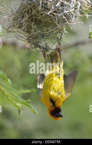 Speke Weber (Ploceus Spekei) männlich Anzeige hängen unter dem Nest Beobachtungsprogramm Sanctuary - Kenia Stockfoto