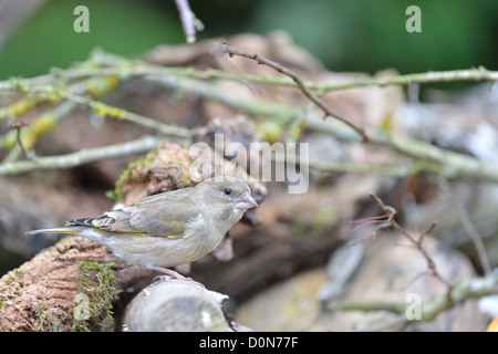 Europäischen Grünfink (Zuchtjahr Chloris - Chloris Chloris) Frauen auf der Suche nach Nahrung Stockfoto