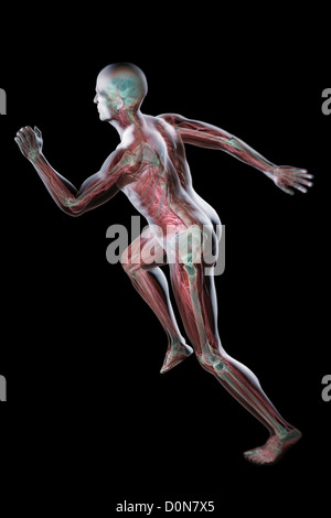 Eine sprinten männliche Figur mit dem Herz-Kreislauf-System und inneren Organe innerhalb des Körpers sichtbar. Stockfoto