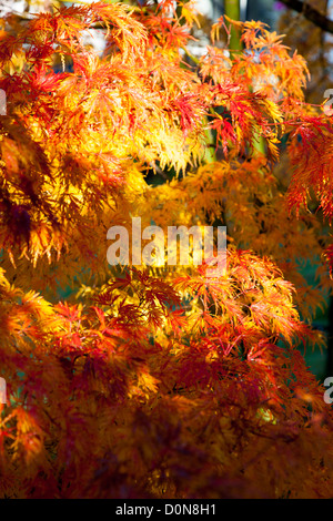 Acer Palmatum Seiryu Dissectum in Herbstfärbung von orange / rot Stockfoto