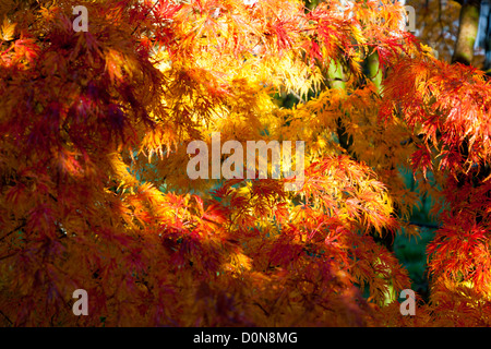 Acer Palmatum Seiryu Dissectum in Herbstfärbung von orange / rot Stockfoto