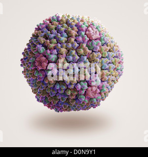 Struktur des menschlichen Adenovirus (PDB 3IYN). Stockfoto