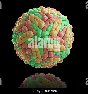 Struktur Dengue-Virus (DENV) (PDB 1K4R) verursachen, Dengue-Fieber. Es ist Moskitos übertragene einzigen positiven-Stranded RNA Virus-Familie Stockfoto