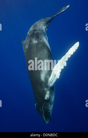 Ein junger Buckelwal (Impressionen Novaengliae), Toku, Vava'u, Tonga. Stockfoto