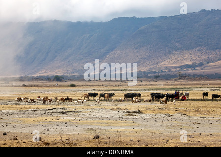 Maasai herding Wildtiere und Tiere in Afrika; Welt berühmten Ngorongoro-Krater; Safari-Spiel-Park in Afrika; Ostafrika, Tansania Stockfoto