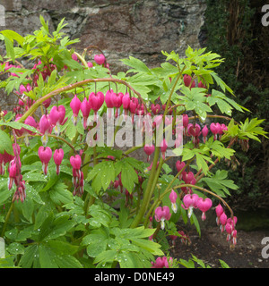 Dicentra Spectabilis (Tränendes Herz Dicentra oder Holländer die Reithose), UK Stockfoto