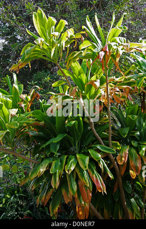 Kohlpalme, gutes Glück Pflanze, Palm Lily, Cordyline Fruticosa, Asparagaceae (Agavaceae).  Südostasien, Australasien. Stockfoto
