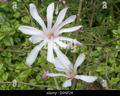 Magnolia X loebneri 'Leonard Messel' blüht im Frühjahr, UK Stockfoto