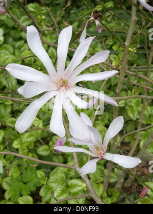 Magnolia X loebneri 'Leonard Messel' blüht im Frühjahr, UK Stockfoto