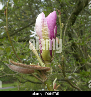 Magnolia x soulangeana'Rustica Rubra' gemeinhin als die Untertasse Magnolia in Blüte im Frühjahr, UK bekannt Stockfoto