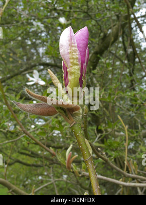 Magnolia x soulangeana'Rustica Rubra' gemeinhin als die Untertasse Magnolia in Blüte im Frühjahr, UK bekannt Stockfoto