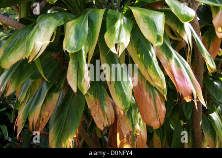 Kohlpalme, gutes Glück Pflanze, Palm Lily, Cordyline Fruticosa, Asparagaceae (Agavaceae).  Südostasien, Australasien. Stockfoto
