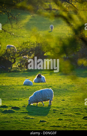 Schafe grasen auf dem Tamar Valley, Devon/Cornwall Grenze. Stockfoto