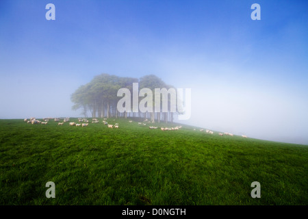 Die prominenten Klumpen der Bäume entlang der A30 Devon/Cornwall-Grenze Stockfoto