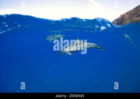 Spinner-Delfine, Stenella Longisrostris, Kailua-Kona, Hawaii, Nordpazifik Stockfoto