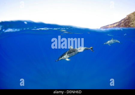 Spinner-Delfine, Stenella Longirostris, Kailua-Kona, Hawaii, Nordpazifik Stockfoto