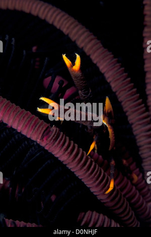 Eine elegante hocken Hummer (Allogalathea Elegans) versteckt sich auch bekannt als Feather Star hocken Hummer oder Peitschenkorallen hocken Hummer in Stockfoto