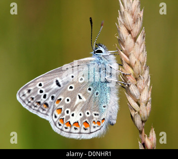 Europäische Männer gemeinsame blaue Schmetterling (Polyommatus Icarus), im Profil gesehen Stockfoto