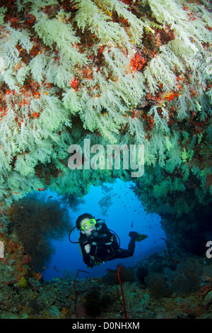 Tauchen am Eingang einer Höhle mit Wänden voller Weichkorallen, Felidhu Atoll, Malediven. Stockfoto