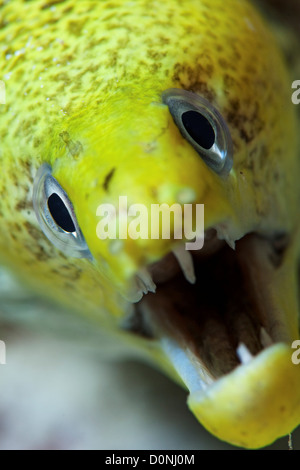 Porno aktrisa Nastya Tasty