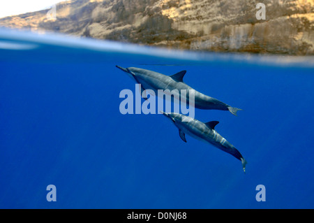 Spinner-Delfine, Stenella Longirostris, Kailua-Kona, Hawaii, Nordpazifik Stockfoto