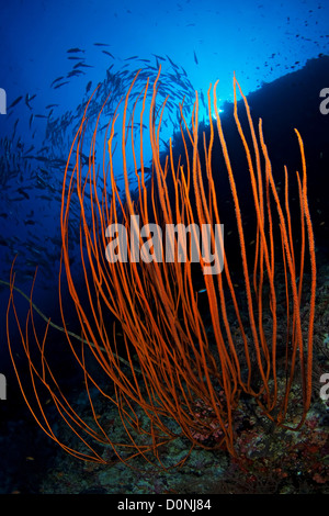 Whip Korallen (Ctenocella oder Ellisella SP.) Silhouette Schule Großaugenthun Trevally (Caranx Sexfasciatus) im Hintergrund Felidhu Atoll Stockfoto