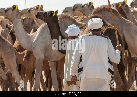 Zwei traditionelle Beduinen-Händler mit Dromedar Kamelen auf einem afrikanischen Markt Stockfoto