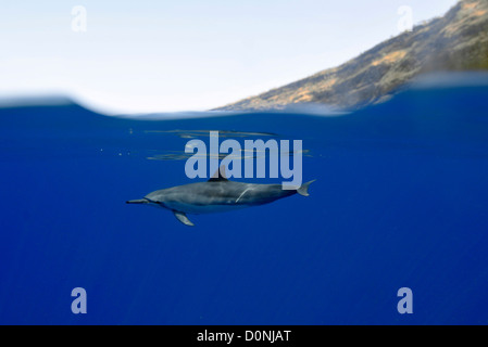 Spinner-Delphin, Stenella Longisrostris, Kailua-Kona, Hawaii, Nordpazifik Stockfoto