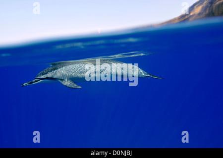 Spinner-Delphin, Stenella Longirostris, Kailua-Kona, Hawaii, Nordpazifik Stockfoto