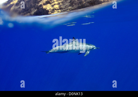 Spinner-Delphin, Stenella Longirostris, Kailua-Kona, Hawaii, Nordpazifik Stockfoto