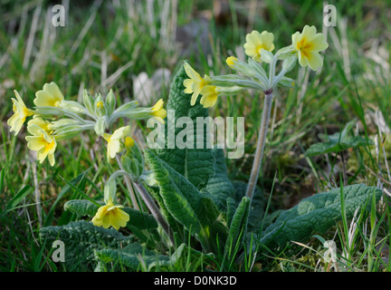 Falsche Schlüsselblume (Primula X polyantha) ist eine natürlich vorkommende hybride Schlüsselblume (Primula Veris) und Primeln (Primula Vulgaris). Stockfoto