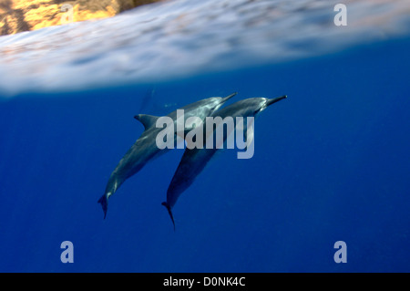 Spinner-Delfine, Stenella Longirostris, Kailua-Kona, Hawaii, Nordpazifik Stockfoto