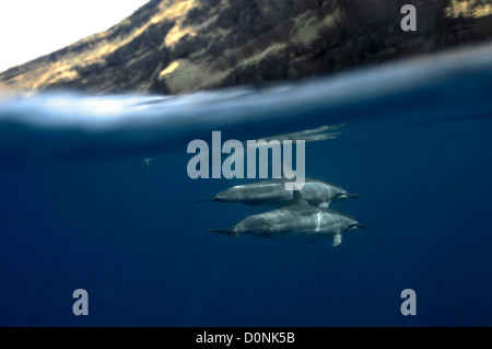 Spinner-Delfine, Stenella Longirostris, Kailua-Kona, Hawaii, Nordpazifik Stockfoto