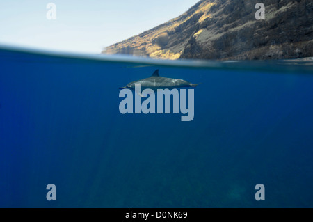 Spinner-Delphin, Stenella Longirostris, Kailua-Kona, Hawaii, Nordpazifik Stockfoto