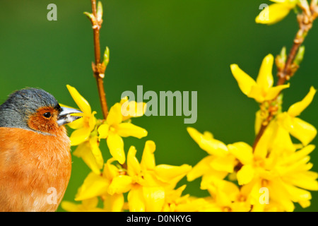 Männlichen Buchfinken (Fringilla Coelebs) in einem Forsythien Busch Stockfoto