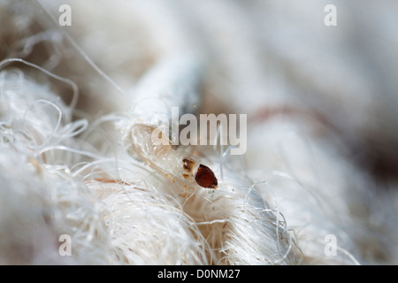 Teppich oder gemeinsame Kleidung Motten Larven Tineola bisselliella Stockfoto
