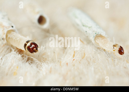 Teppich oder gemeinsame Kleidung Motten Larven Tineola bisselliella Stockfoto