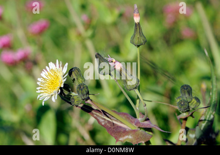 Glatte Sau-Distel (Sonchus Oleraceus) Blüten und Knospen. . Roggen-Hafen-Naturschutzgebiet. Rye, Sussex, England, UK. Stockfoto