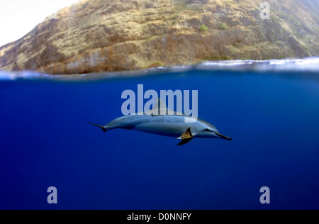 Spinner-Delphin, Stenella Longisrostris spielen mit Blatt, Kailua-Kona, Hawaii, USA, Nord-Pazifik Stockfoto