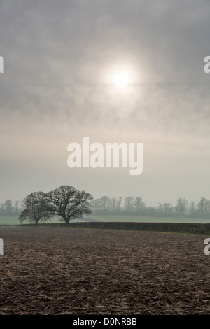 Die späten Herbst-Sonne durch den Nebel in der Nähe von South Dalton, East Yorkshire, England Stockfoto