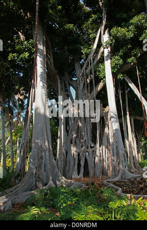 Lord-Howe-Insel Banyan, Ficus Macrophylla Columnaris, Moraceae. Lord-Howe-Insel, Australien. Stockfoto