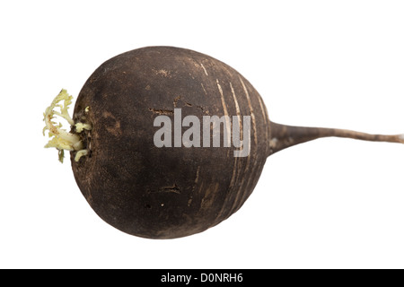 Eine Reife schwarze Rettich Wurzel mit grün sprießen isoliert Stockfoto