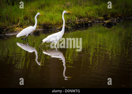 Silberreiher paar, Chincoteague National Wildlife Reservierung Stockfoto