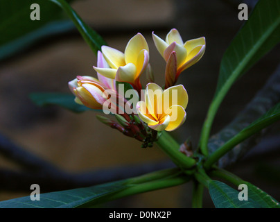 Rote Frangipani, gemeinsame Frangipani, Temple Tree, Plumeria Rubra, Lobelia. Blühender Strauch. Zentral-Amerika. Stockfoto