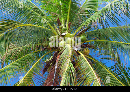 Kokosnüsse auf Palme Stockfoto