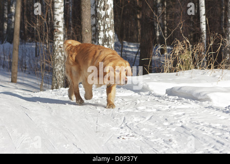 Die schöne goldene Retriever läuft auf die Straße im winter Stockfoto