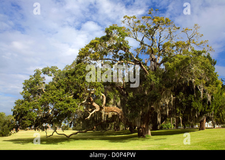 GA00114-00... Georgien - Live Oak Tree auf Jekyll Island. Stockfoto