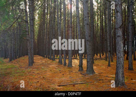 GA00134-00... Georgien - angepflanzten Kiefernwald in Applin County entlang Autobahn 203. Stockfoto